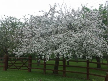 Cider Barrel Cottage