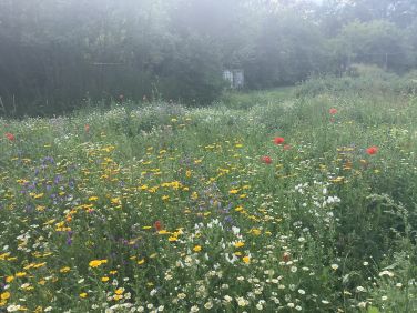 Wildflower meadow