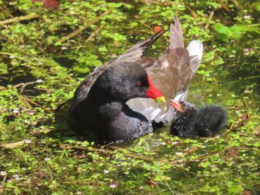 Moorhen and chick