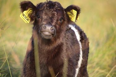 Beltie calf