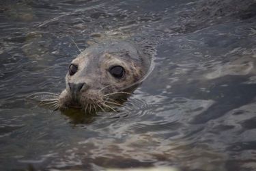 Farne Island Wildlife