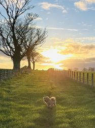 Dog walks on the farm