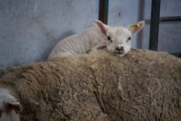 Springtime lambing