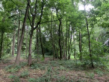 Our twelve acres of PRIVATE woodland