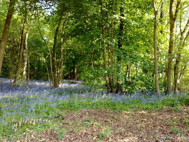 The spring bluebells in our woodland