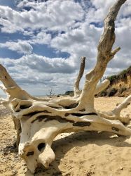 Covehithe beach - eye-catching evidence of coastal erosion