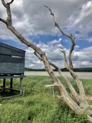 View the birds on Covehithe  Broad from the hide