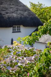 Ivy Cottage