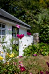 Ivy Cottage