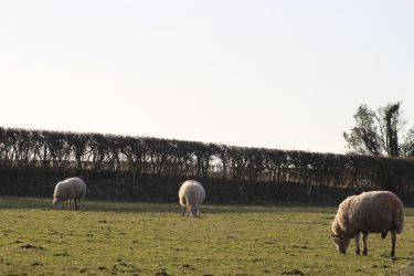 View from the cottage over the meadow