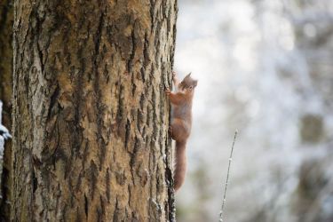 Spot the red squirrels.
