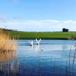 Local Area - Summer at Andy's Fishing Lake (nearby)