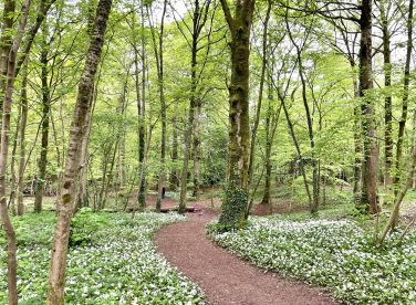 Wild garlic in the woods at Conishead Priory, Ulverston