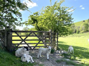 The joys of spring at Hawkshead