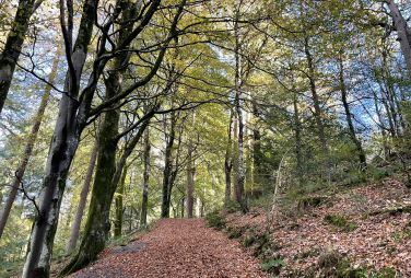 Autumn at Grizedale Forest, a perfect place for walking and biking