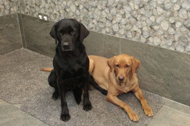 Dogs welcome
