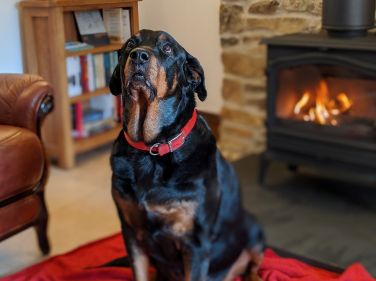 Well behaved pets are welcome