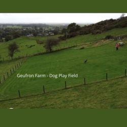 Dedicated dog play field. Wire stock fencing. Approx min fence height 1 metre.