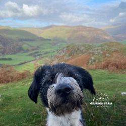 Climb Craig yr aderyn & Cadair Idris.  Views for miles.