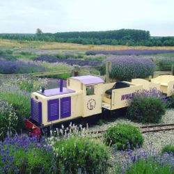 Wolds Way Lavender is just down the road at Wintringham.