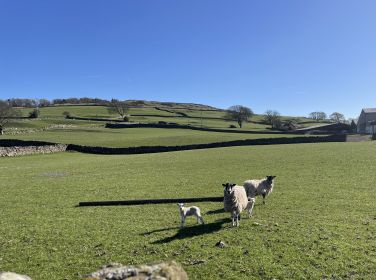 Lambs in the field next to Howe Foot