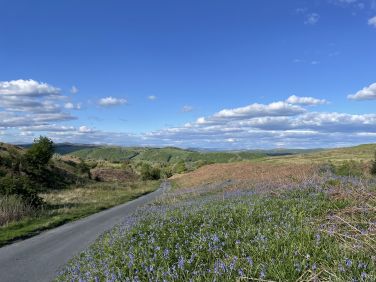 Bluebells on Lowick Common, just up the road from Otley Beck