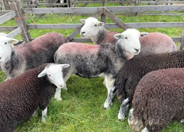 Herdwick sheep at nearby Lowick Show, this year on September 5