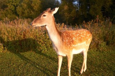 Some of the wild life around us.