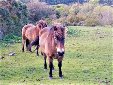 Exmoor ponies
