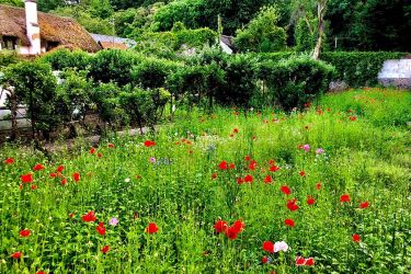Wild flowers in the walled garden