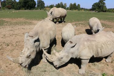 Cotswold Wildlife Park is a great day out