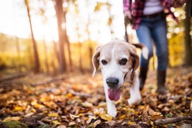 Bring your four legged friend (subject to breed and additional charge, please enquire)