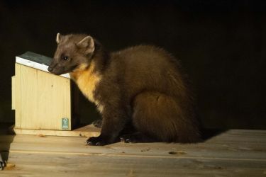 A Pine Marten visiting the garden