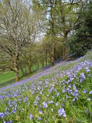 Bluebell Time at Basel Cottage.