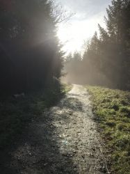 The local forest - excellent for dogs and walking