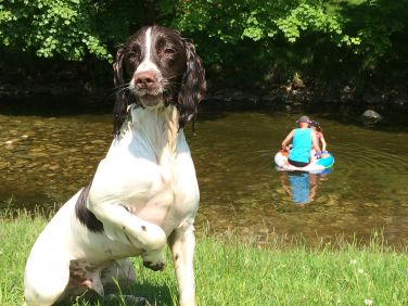Sam our springer enjoying playtime in the garden