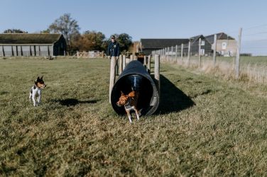 Mocketts Farm secure dog field onsite and free for all cottage guests