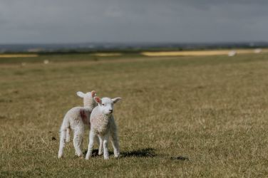 Enjoy views of the countryside and plenty of wildlife on the quiet drive down to Mocketts Farm