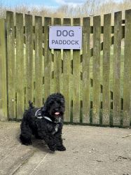 Enclosed dog exercise paddock