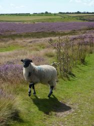 Sheep wander all across the North York Moors