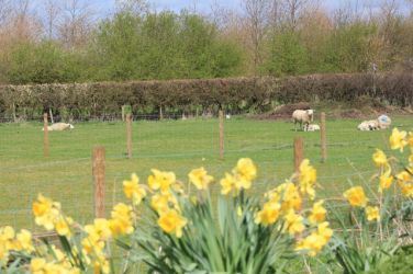 Spring at Low Costa Mill