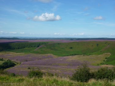 Heather across the North York Moors