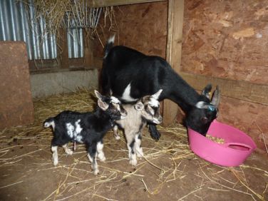 Friendly pygmy goats