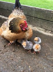 Day old baby chicks