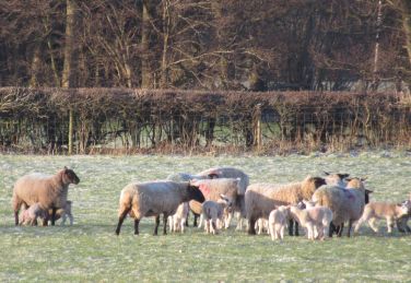 Lambs at the end of the garden...this is a traditional farming area.