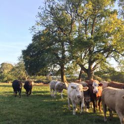 We have unspoilt countryside, with the Herefordshire Trail passing through the village.