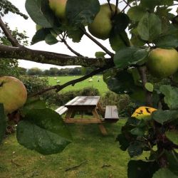 Herefordshire is famous for apples, cherries, Herefordshire beef, local cheeses and cider.