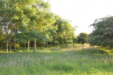 Our wood planted in 1999