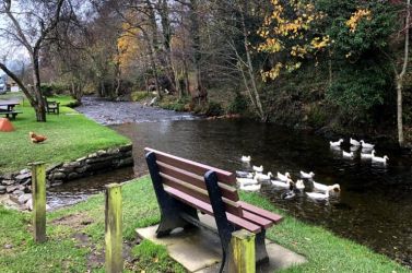 Stream in the village