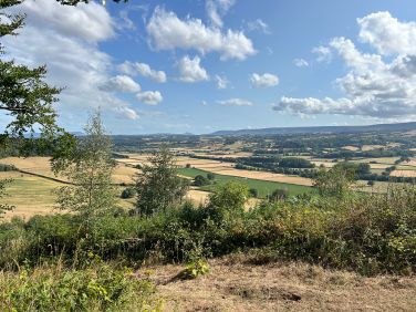 Gillians Wood at Moccas Park featuring gnarled ancient trees, birdlife and delicate flowers